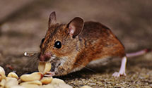 24 Hour & Emergency Exterminators in Monterey Park, CA